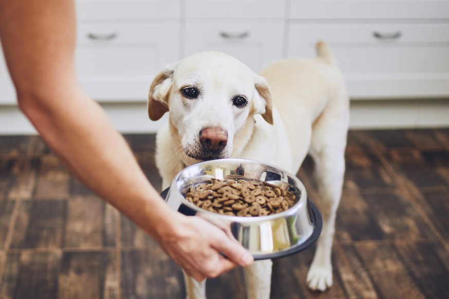 Domestic life with pet. Feeding hungry labrador retriever. Owner gives his dog bowl of granules.