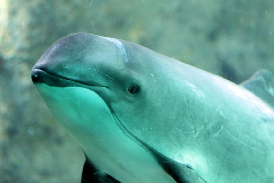 A curious porpoise under the water.