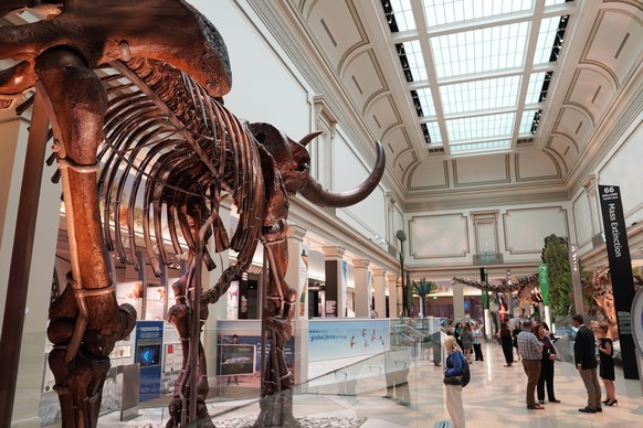 (190604) -- WASHINGTON D.C., June 4, 2019 -- People visit the new dinosaur and fossil hall of the Smithsonian s National Museum of Natural History in Washington D.C., the United States, on June 4, 201 ...