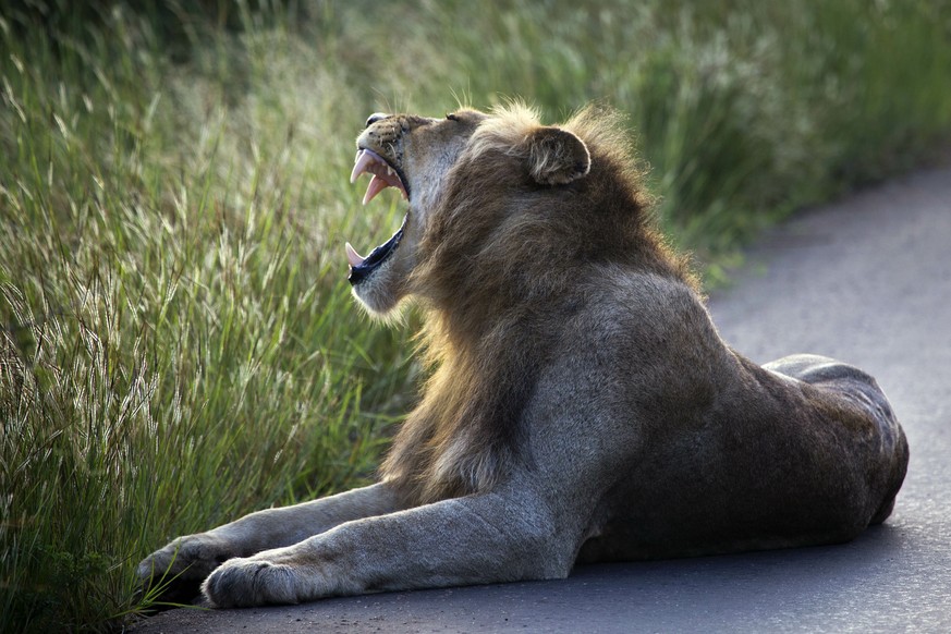 A lion lays on the side of the road in Kruger National Park, South Africa, Wednesday March 6, 2019. According to the WWF, three-quarters of African lion populations are in decline. With only around 20 ...