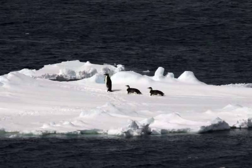 (181125) -- ABOARD XUELONG, Nov. 25, 2018 -- Floating ice and emperor penguins are seen in the Southern Ocean, Nov. 25, 2018. Xuelong entered a floating ice area in the Southern Ocean to avoid a cyclo ...