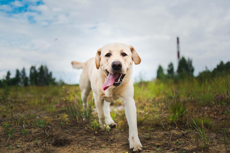 Können Hunde das Coronavirus riechen? Forscher arbeiten an der Frage. (Symbolbild)