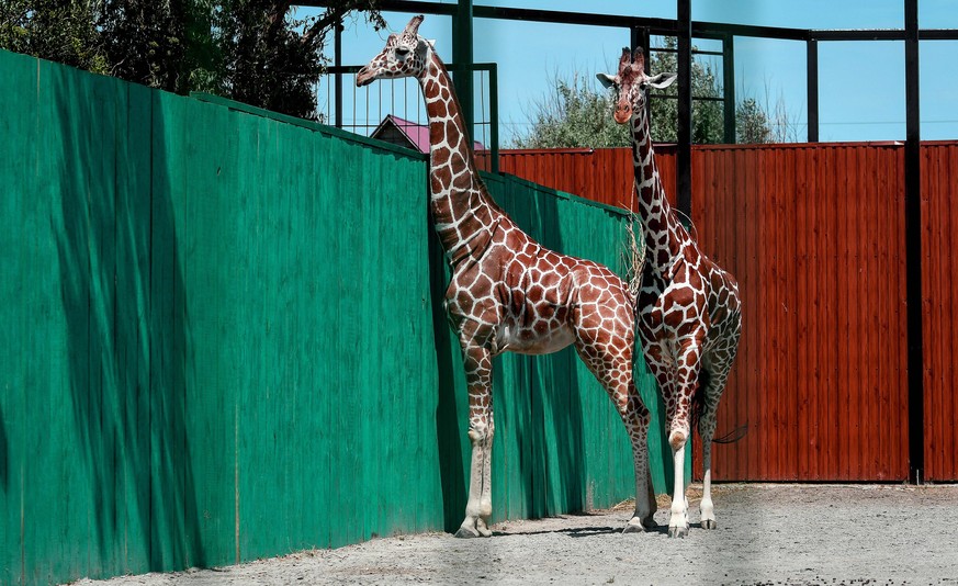 Two giraffes are pictured by a green fence at Safari Zoo in Berdyansk, southern Ukraine, June 5, 2019. Ukrinform. /VVB/ PUBLICATIONxINxGERxSUIxAUTxHUNxONLY Copyright: xDmytroxSmolyenkox