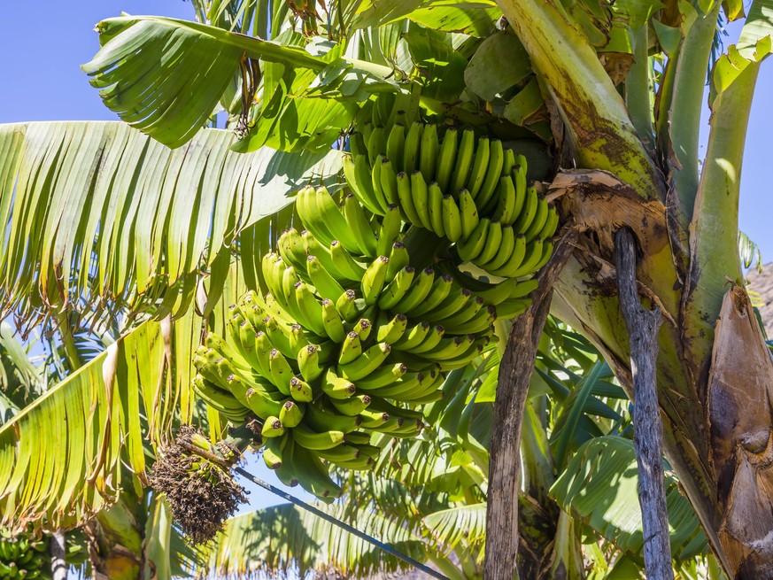 Bananenplantage, bei Tazacorte, La Palma, Kanarische Inseln, Spanien, Europa ibxmox04004044.jpg Bitte beachten Sie die gesetzlichen Bestimmungen des deutschen Urheberrechtes hinsichtlich der Namensnen ...