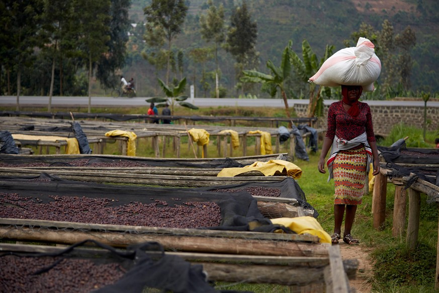 Ruanda, Kaffeeanbau in Kigali August 30, 2019, Kigali, Rwanda: Coffee beans are seen drying in the mountain village of Kinini, Rwanda. After they are picked and washed they are laid out to dry before  ...