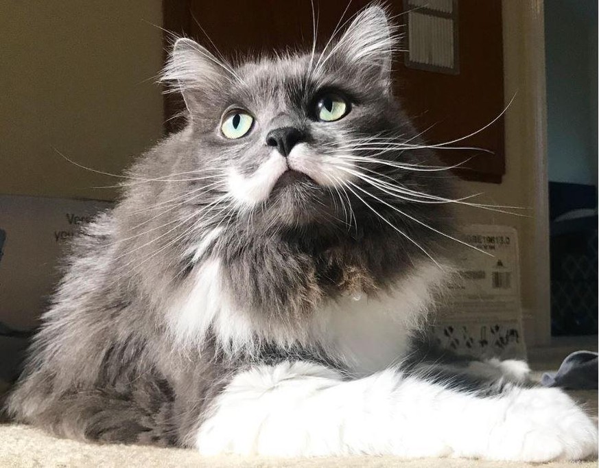 Die Hipster-Katze namens Hamilton wurde wegen ihres Schnauzbarts zur Internet-Berühmtheit.