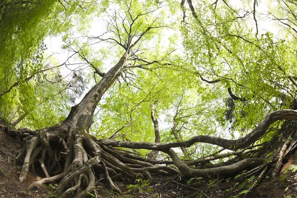 wide angle image of beech tree roots