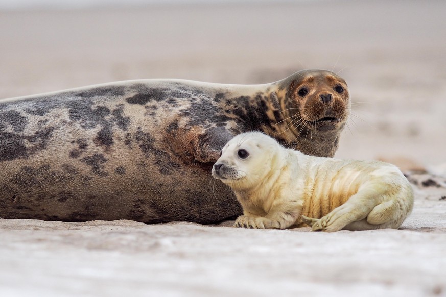 A young Grey Seal (Halichoerus grypus) pup waiting for its&#039; mother to return from sea