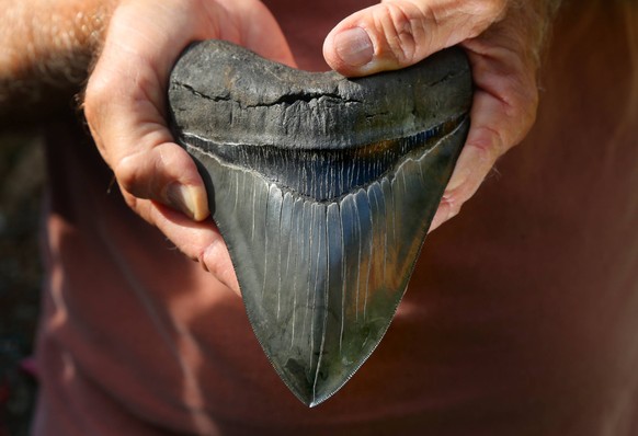 July 17, 2018 - Seminole, Florida, U.S. - DOUGLAS R. CLIFFORD Times .James Pendergraft holds one of the fossilized teeth from the world s largest shark, Carcharocles Megalodon, which he keeps in the c ...