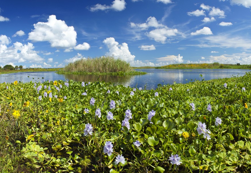 Water Hyacinth by the St. Johns river in Central Florida