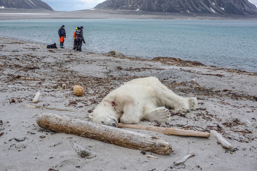 Der erschossene Eisbär auf Spitzbergen: Das Tier wurde von Crewmitgliedern eines deutschen Kreuzfahrtschiffs getötet