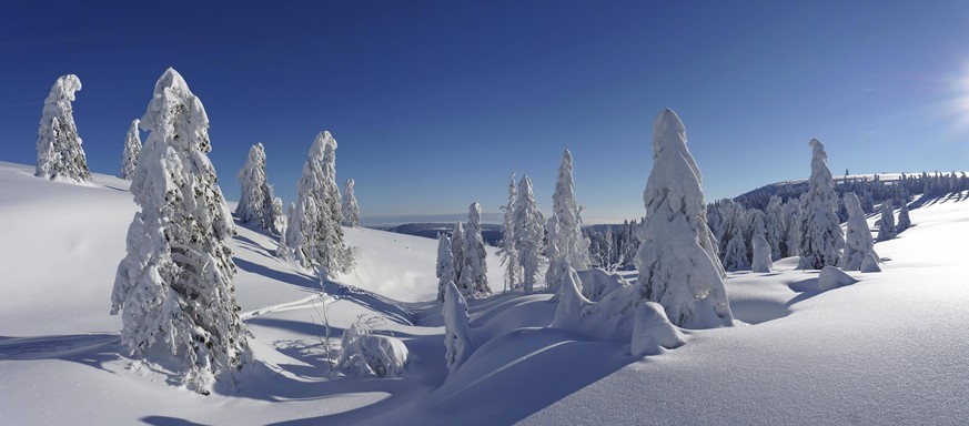 Winterlandschaft mit verschneiten Tannen. Naturschutzgebiet Feldberg, Feldberg, Schwarzwald, Baden-W