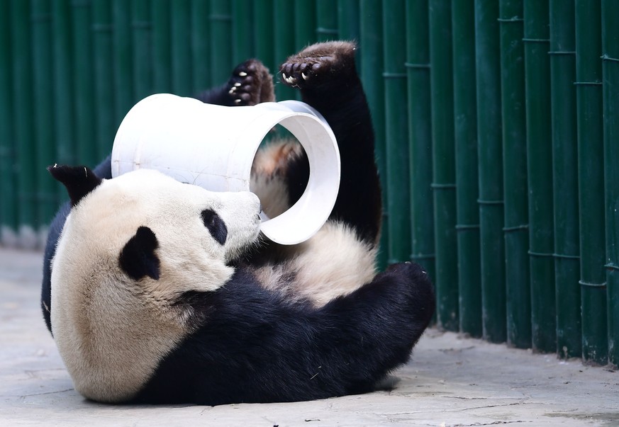 April 26, 2018 - Shenyan, Shenyan, China - Shenyang, CHINA-26th April 2018:The panda Pupu plays at Shenyang Forest Zoo in Shenyang, northeast China&#039;s Liaoning Province, April 27th, 2018. The pand ...