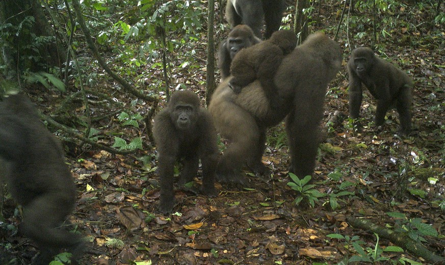 HANDOUT - 22.06.2020, Nigeria, ---: Dieses von einer Kamerafalle aufgenommene Foto zeigt eine Gruppe der seltenen Cross-River-Gorillas. Auf den Fotos sind auch mehrere Jungtiere zu sehen, ein Beweis d ...