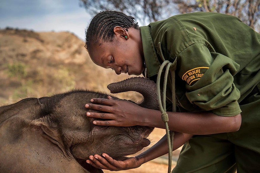 Mary Lengees, cares for Suyian, the first elephant to be rescued by Reteti Elephant Sanctuary. Reteti is the first indigenous-owned and run elephant sanctuary in northern Kenya.