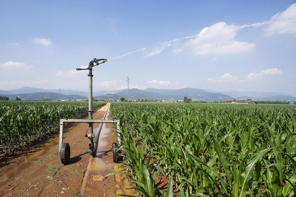 Castegnato (Bs),Italy,artificial irrigation of a cornfield