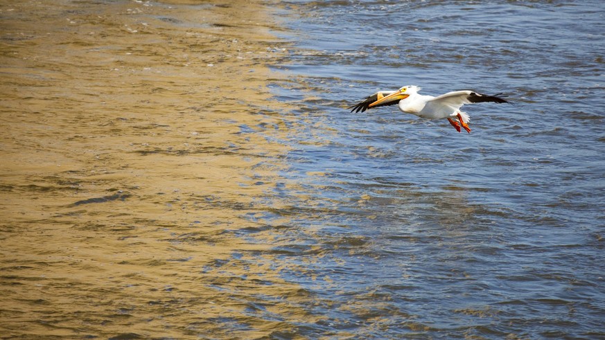 &quot;American White Pelican Flying Into Troubled, Polluted Waters&quot;