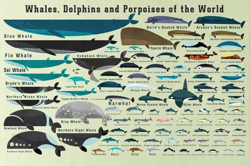 Whales, dolphins and porpoises of world PUBLICATIONxINxGERxSUIxAUTxONLY Copyright: xx Whales, dolphins and porpoises of world