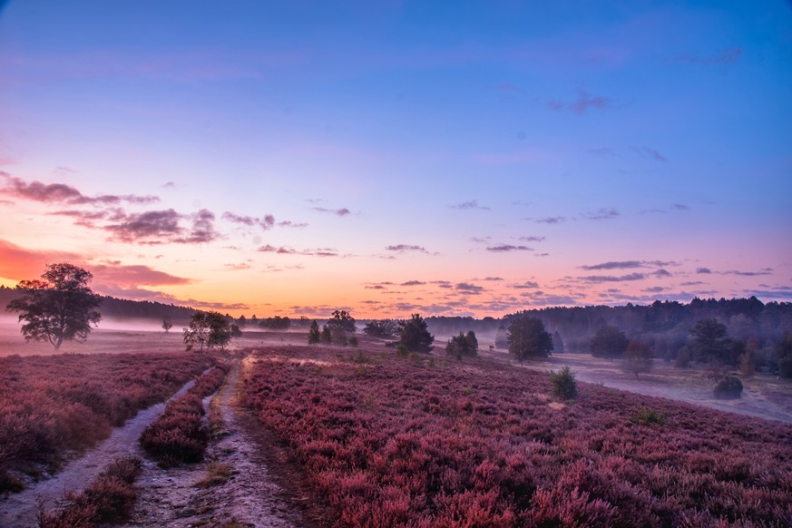 Das überwiegend flache Land der Lüneburger Heide überzeugt mit besonderen Farbspielen früh am Morgen.