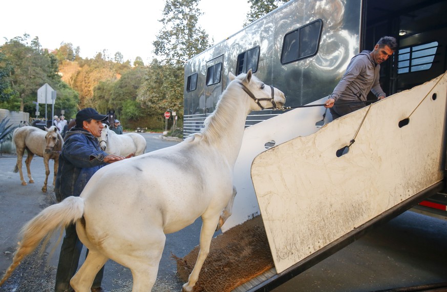 Horses are evacuated near the Getty Fire area in Brentwood, Calif., Monday, Oct. 28, 2019. Fire conditions statewide have made California a &quot;tinderbox,&quot; said Jonathan Cox, a spokesman for th ...
