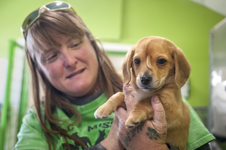Mac&#039;s Mission animal rescue founder Rochelle Steffen holds a 10-week-old golden retriever puppy with a small tail growing between his eyes, dubbed &quot;Narwhal,&quot; Wednesday, Nov. 13, 2019, i ...