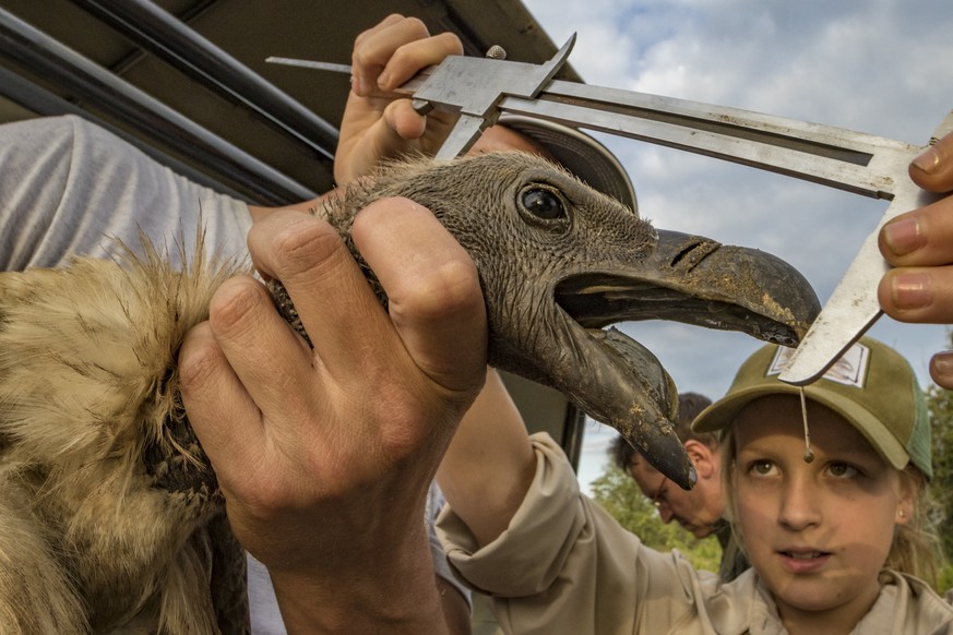 Monitoring the health of Gorongosa&#039;s vultures requires taking meticulous measurements of every captured individual. Here, Ayla Kaltenecker, aspiring young scientist and the daughter of one of the ...