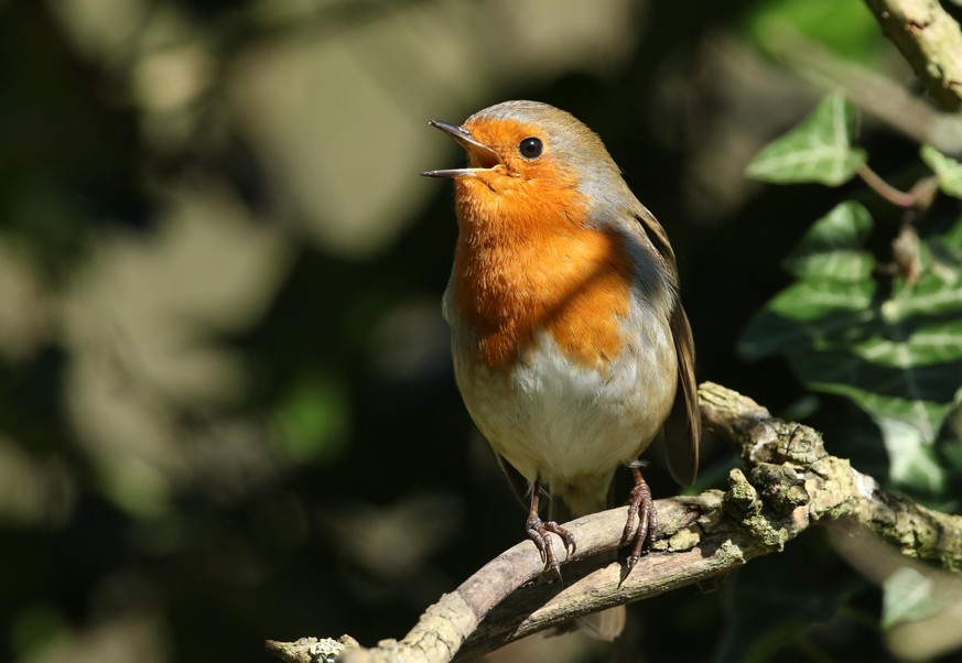 A stunning Robin (Erithacus rubecula) perched on a branch of a tree singing.
